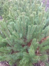 image (4)38